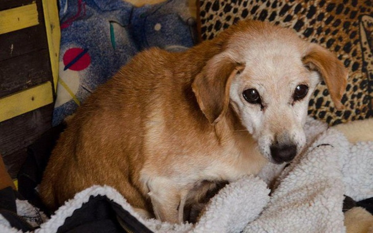 Zbiórka Ratujemy 20 letnią babcię Salcię - zdjęcie główne