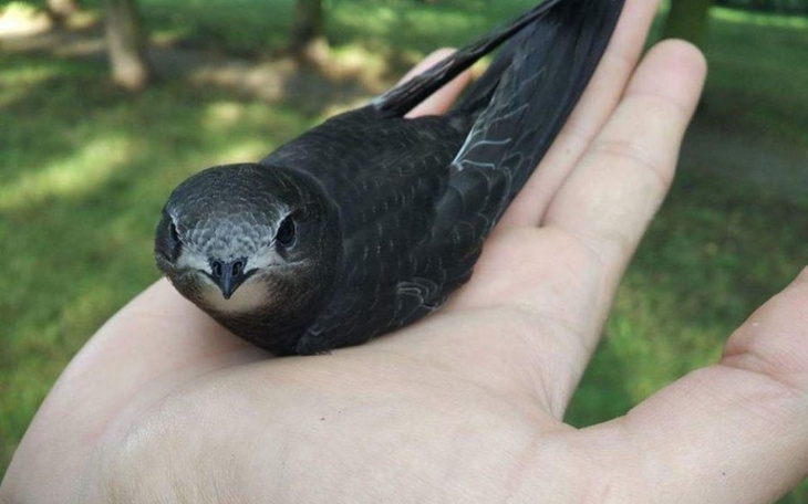 Zbiórka Ptasi azyl w Gorlicach - zdjęcie główne