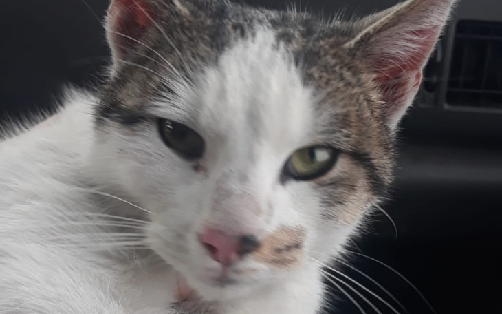 Zbiórka Johny błaga o życie - zdjęcie główne