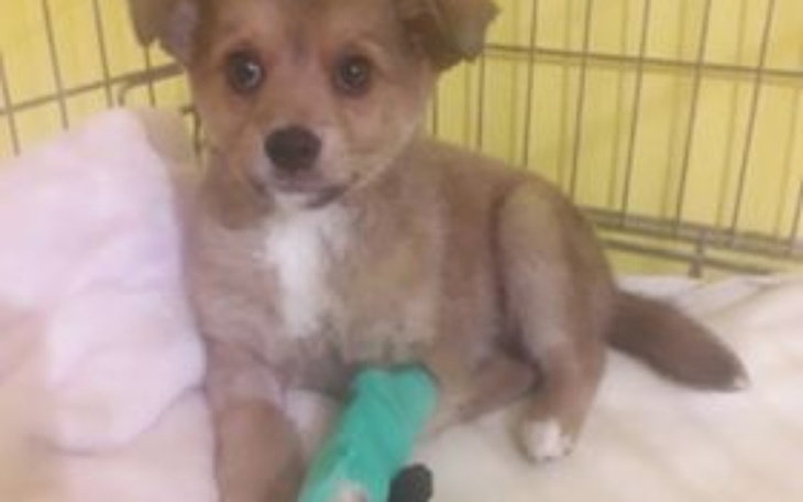 Zbiórka Zbieramy na pomoc dla małej Tosi - zdjęcie główne