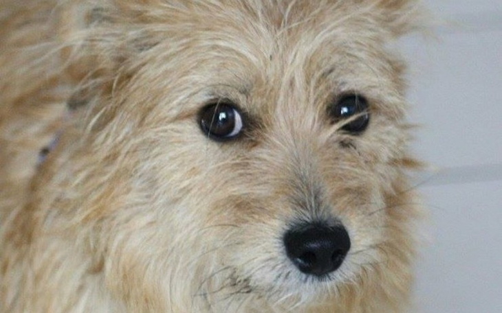 Zbliżenie na psa z długim, jasnym futrem.