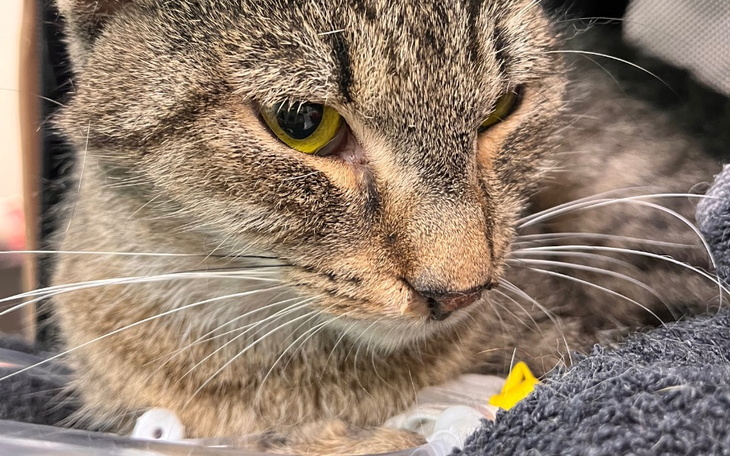 Zbiórka Pół żywa Horsia potrzebuje pomoc - zdjęcie główne