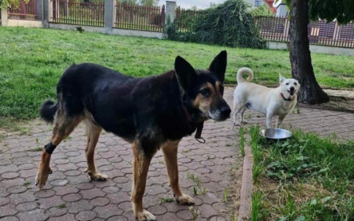 Zbiórka FELEK- hotelik w grudniu - zdjęcie główne