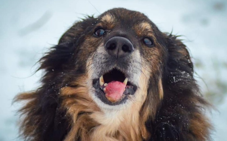 Zbiórka Simba psiak z guzem w pyszczku - zdjęcie główne