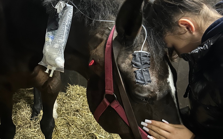 Kobieta opiekująca się koniem w stajni.