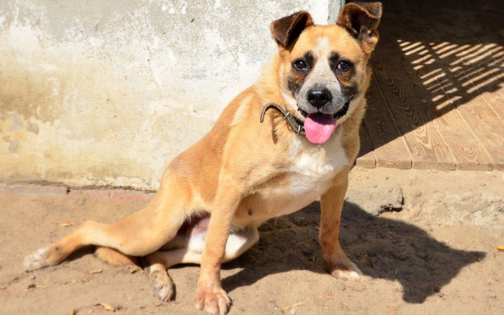 Zbiórka Niepełnosprawny Elvis chce żyć! - zdjęcie główne