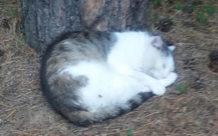 Zbiórka Pomoc dla Oskara. - zdjęcie główne