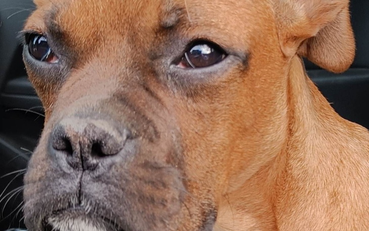 Zbiórka Pysiu chce chodzić - zdjęcie główne