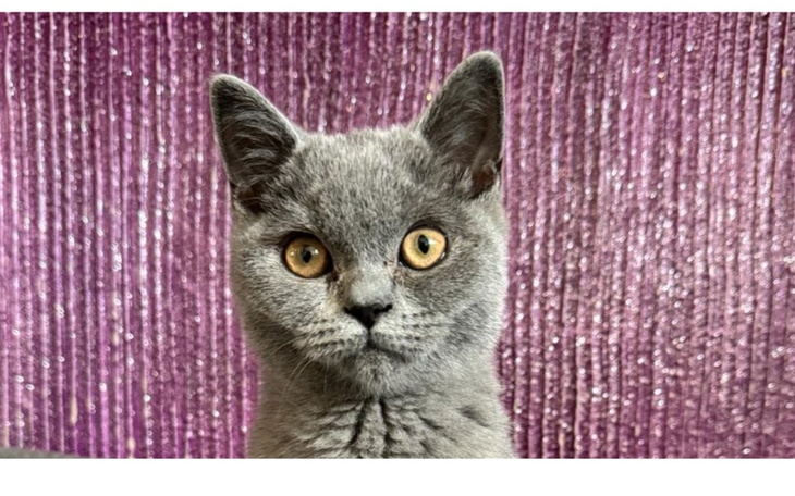 Zbiórka Leczenie dla 7miesięcznego Rysia - zdjęcie główne