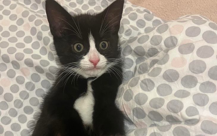 Czarny kot leżący na poduszce, z dużymi, wyrazistymi oczami.