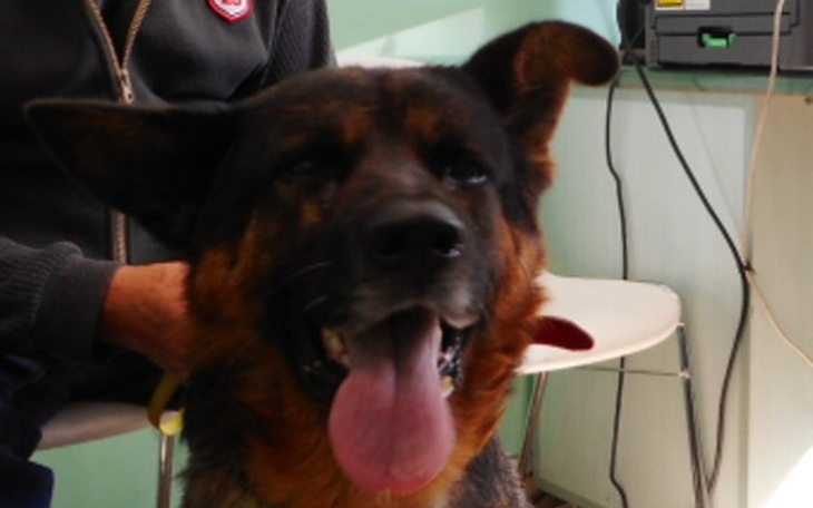 Zbiórka Razem ocalmy Miśka - zdjęcie główne