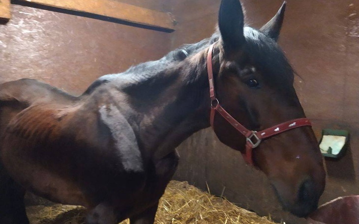 Zbiórka Wsparcie dla Złomki - zdjęcie główne