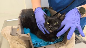 Zbiórka Walka o Stasia - miniaturka zdjęcia