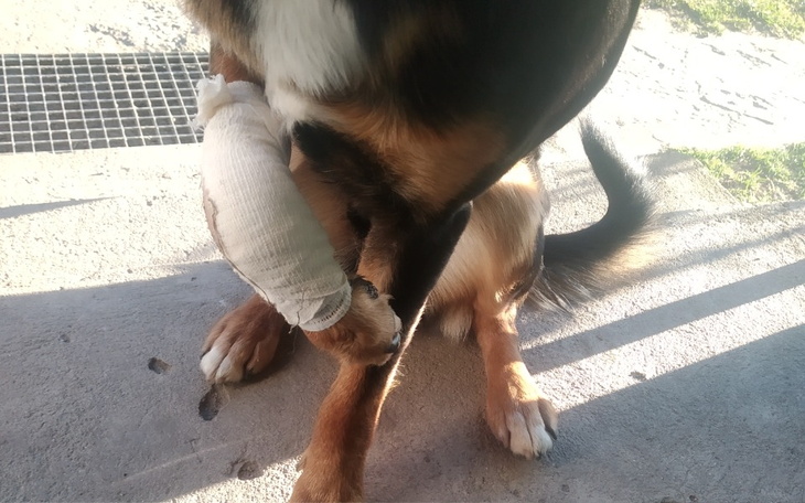 Zbiórka Amputacja chorej nogi u psa - zdjęcie główne