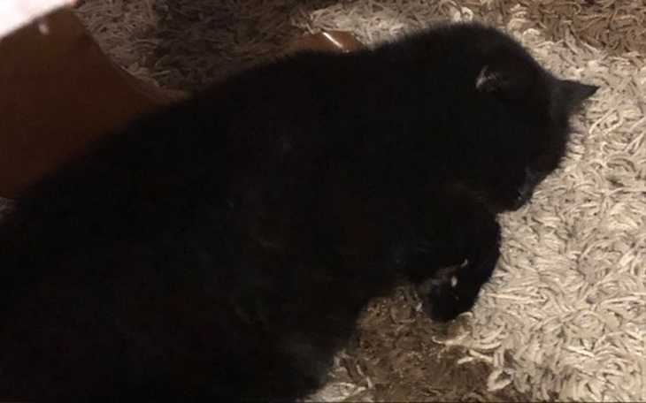 Zbiórka Pomoc dla oka Felusia - zdjęcie główne