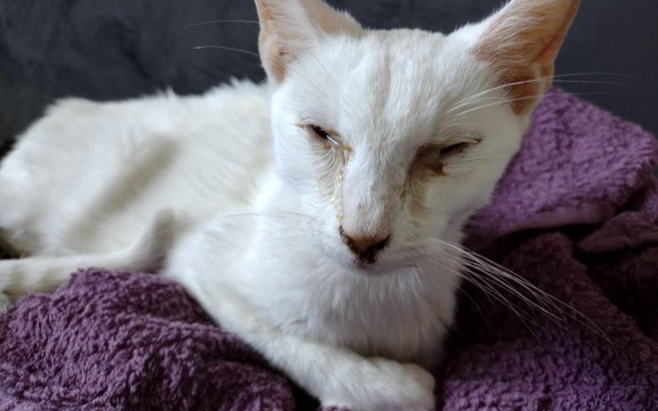 Zbiórka Bezik umiera - zdjęcie główne