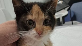 Zbiórka Raja - chore kocie dziecko - miniaturka zdjęcia