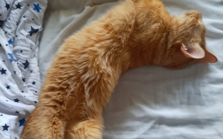 Zbiórka Na leczenie Garfielda - zdjęcie główne