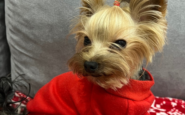 Zbiórka Leczenie Louiego - zdjęcie główne