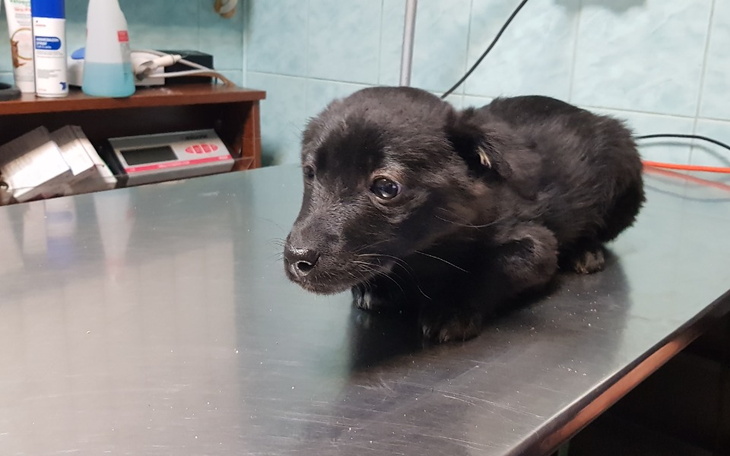 Zbiórka Odebrany patologii - zdjęcie główne