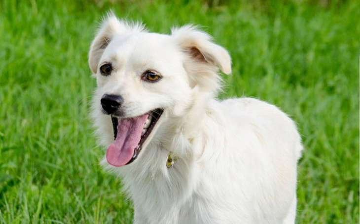 Zbiórka Czipy dla bezdomnych zwierząt - zdjęcie główne