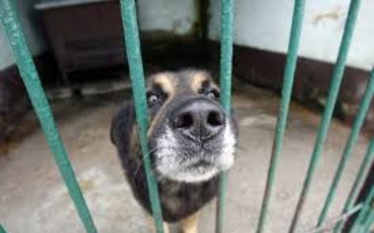 Pies w schronisku, wyglądający przez kraty.