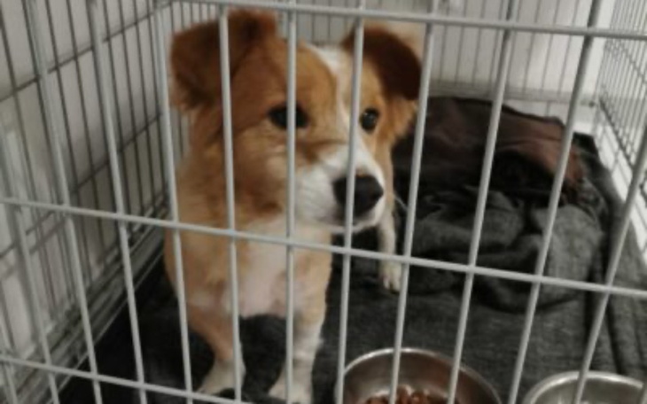 Zbiórka Pomoc dla zwierzątek. - zdjęcie główne