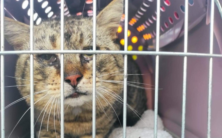 Zbiórka Czesio smutasek prosi o pomoc - zdjęcie główne