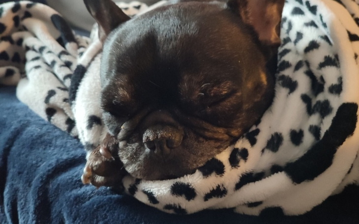 Zbiórka Operacja Oczu Mojej Buldożki Mii - zdjęcie główne