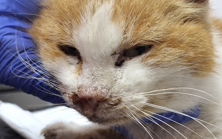 Chory kot z raną na nosie.