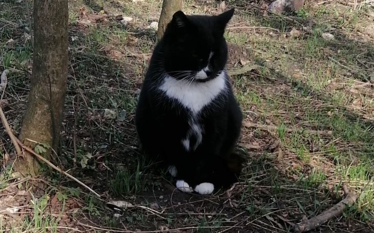 Zbiórka Karma dla ogonków wolnozyjacych - zdjęcie główne