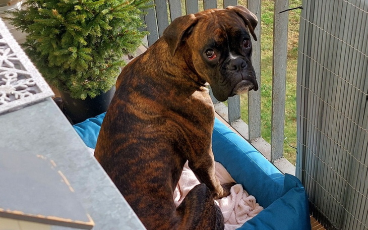 Pies rasy bokser siedzący na balkonie.