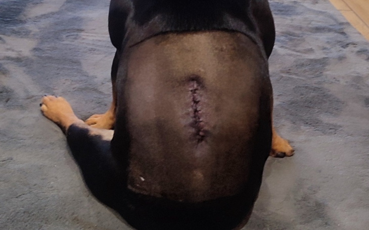 Pies z widoczną raną na plecach, po operacji.