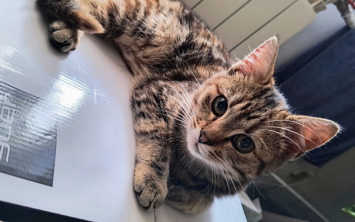 Kot leżący na stole, z ciekawym wyrazem twarzy.