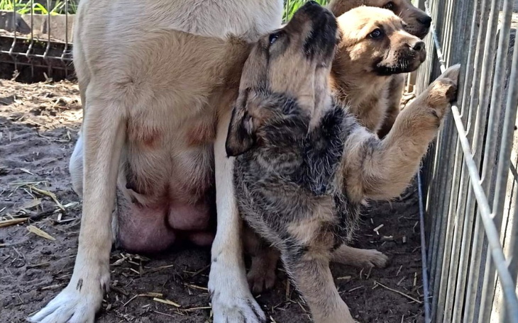 Zbiórka Wsparcie szczeniaczków - zdjęcie główne