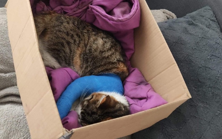 Zbiórka Pomóżmy uratować łapkę Ani - zdjęcie główne