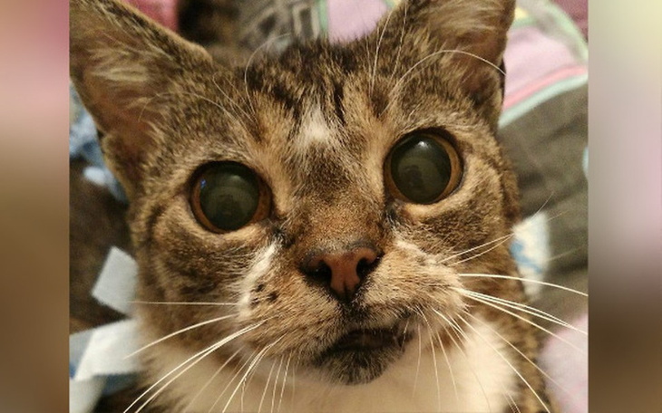 Zbiórka Uratujmy życie  Alfy - zdjęcie główne