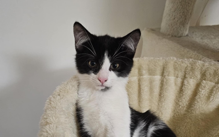 Czarnobiały kot siedzący w koszyku, patrzy w obiektyw.