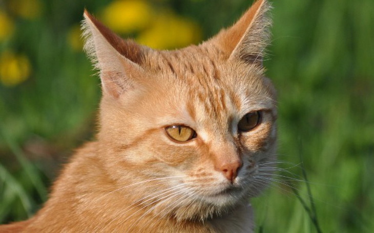 Zbiórka Ukraść czas dla Toffika... - zdjęcie główne