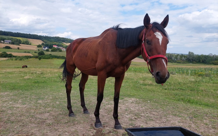 Zbiórka Leczenie Kaszmira - zdjęcie główne
