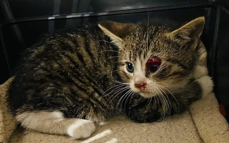 Kotek z uszkodzoną oczkiem, leży w bezpiecznym miejscu.