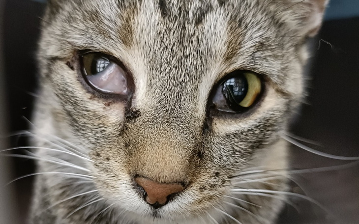 Zbliżenie na kota z wyraźnymi oczami.