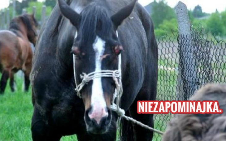 Zbiórka Pomoc dla Niezapominajki. - zdjęcie główne