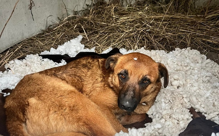 Zbiórka Lepsze jutro dla Ogonów - zdjęcie główne