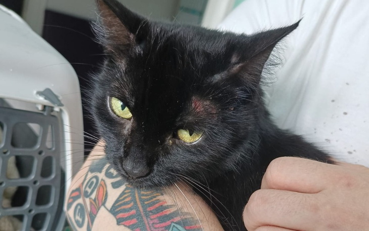 Czarny kot trzymany na rękach przez osobę.