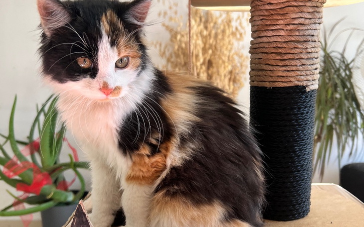 Zbiórka Leczenie chorej Neli - zdjęcie główne