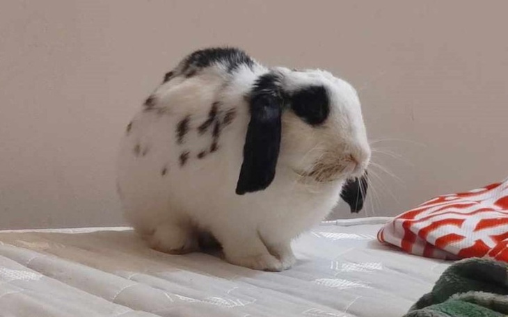 Zbiórka Na leczenie Stokrotki - zdjęcie główne