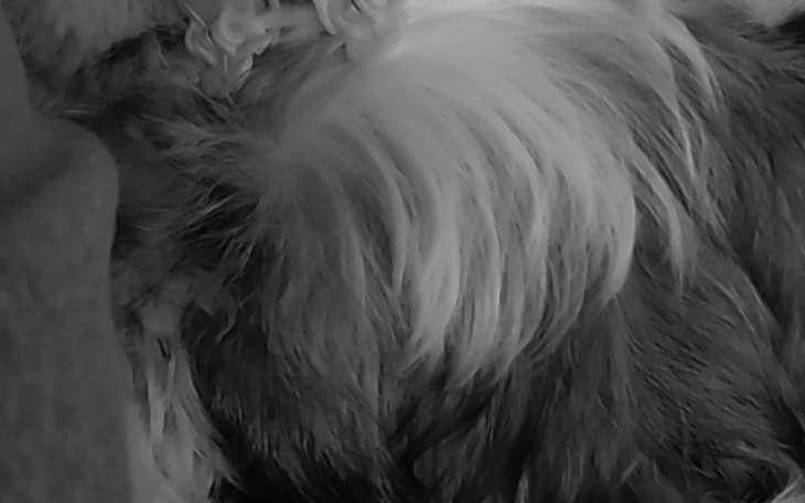 Zbiórka Operacja Suziii - zdjęcie główne