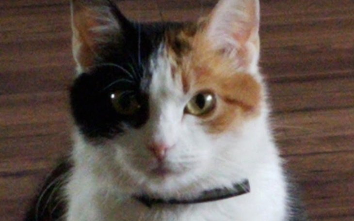 Zbiórka Walka o życie Micki - zdjęcie główne