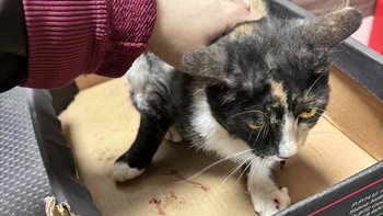 Zbiórka Nadzieja - na operację ortopedyc - miniaturka zdjęcia